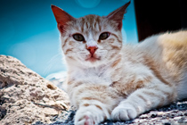 强力性能稳定的免费轰炸机